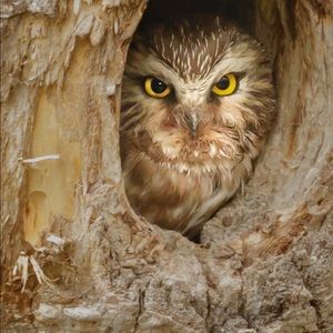 Meet your Posher, Sheryl